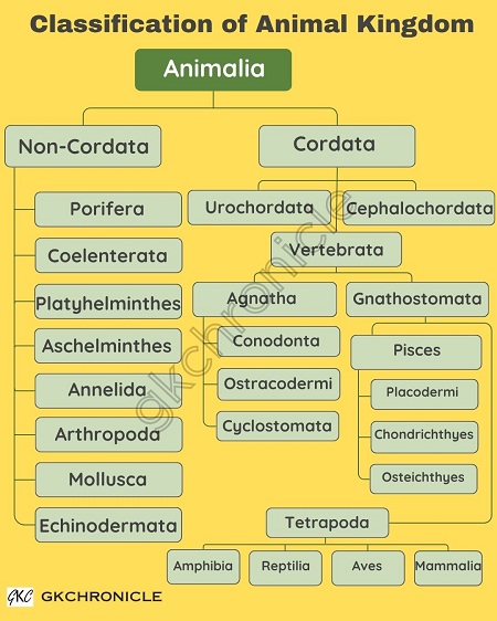 Classification of Animal Kingdom